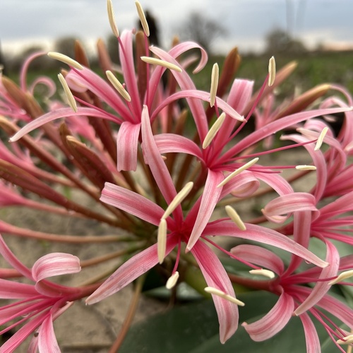 Ammocharis tinneana