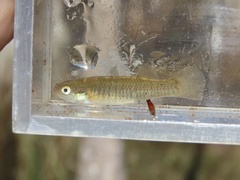 Banded Topminnow photo 4