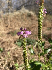 Obedient plant
