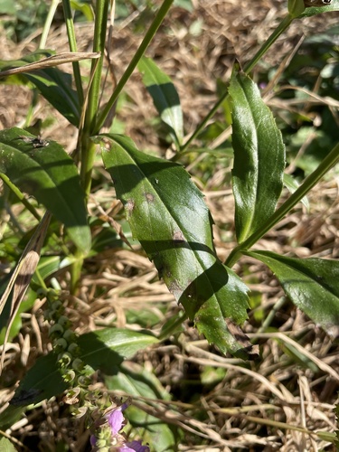 Physostegia virginiana