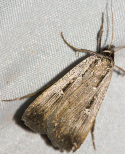 Alfalfa Looper Moth photo 5