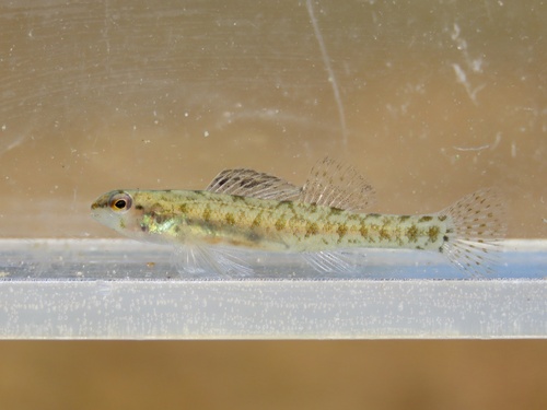 Swamp darter (Etheostoma fusiforme) — Percidae — 5