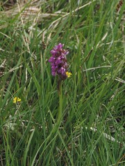 Dactylorhiza lapponica