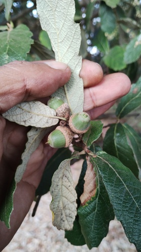 Mexican red oak