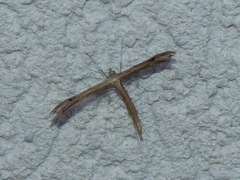 Stenoptilia