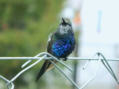 Blue-Tufted Starthroat photo 3