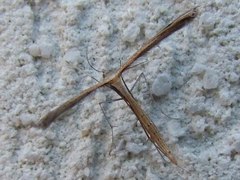 Stenoptilia
