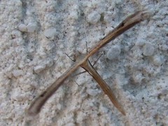 Stenoptilia