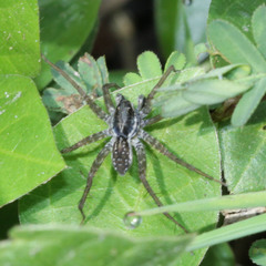 Lycosidae
