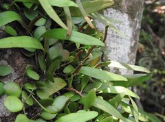 Pyrrosia adnascens