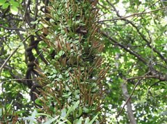Pyrrosia adnascens