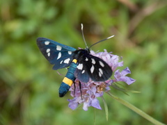 Amata ragazzii