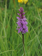 Dactylorhiza lapponica