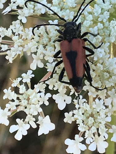heart longhorn beetle, Gammel Badevej, Rødby, Sjælland, DK, photo 10 of 10
