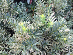 Taxaceae
