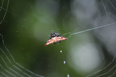 Gasteracantha diardi