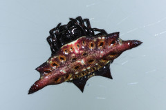 Gasteracantha diardi