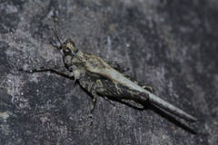 Tetrigoidea