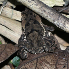 Ingerophrynus biporcatus