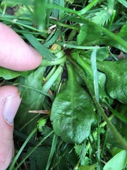 Bellis perennis