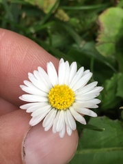 Bellis perennis