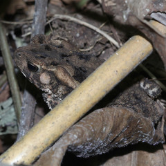 Ingerophrynus biporcatus