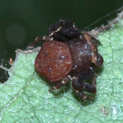 Thomisidae