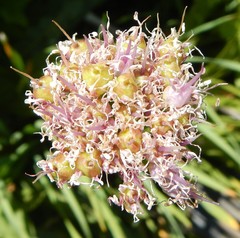 Allium validum