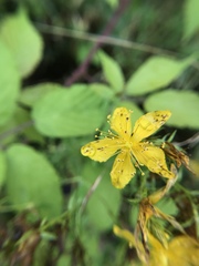 Hypericum perforatum