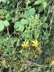 Hypericum perforatum