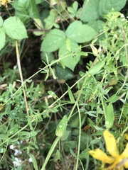 Hypericum perforatum