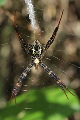 Argiope reinwardti