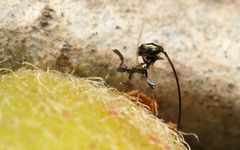 Sycoryctes hirtus