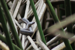 Thamnophis melanogaster