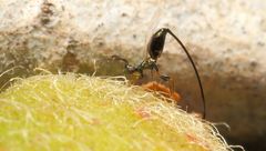 Sycoryctes hirtus