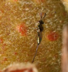 Sycoryctes hirtus