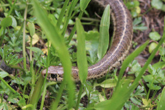 Thamnophis scalaris