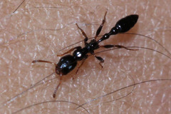 Tetraponera