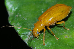 Coleoptera