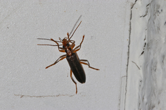 Nacerdes carniolica