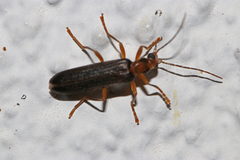 Nacerdes carniolica