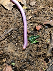 Dumeril's Worm Lizard photo 2