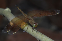 Neurothemis terminata