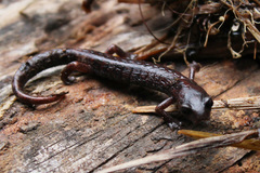 Pseudoeurycea leprosa