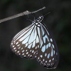 Ideopsis juventa
