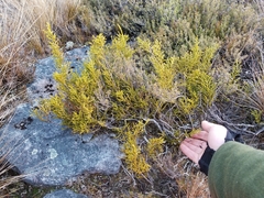 Lepidothamnus intermedius