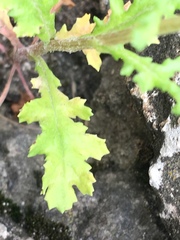 Senecio vulgaris