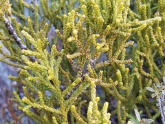 Lepidothamnus intermedius