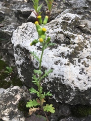 Senecio vulgaris