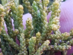 Lepidothamnus intermedius